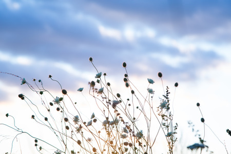 Beautiful rural landscape with sunrise over a meadow. Soft focus. The idea of the background of Mother's day, 8 March and World environment dayの写真素材