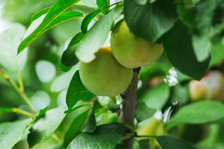 Young walnuts in green shell on a treeの写真素材