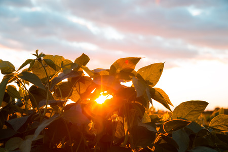 Beautiful sunset behind the green plants. The sun goes below the horizonの写真素材