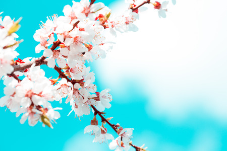 Apricot blossom background