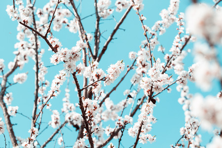 Apricot blossom backgroundの写真素材