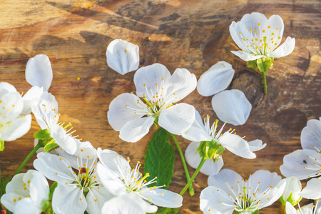 Spring frame with cherry flowers on old wooden background with free spaceの写真素材