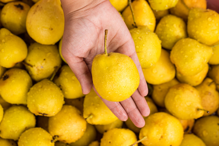 Beautiful background with ripe yellow pear with a woman's handの写真素材
