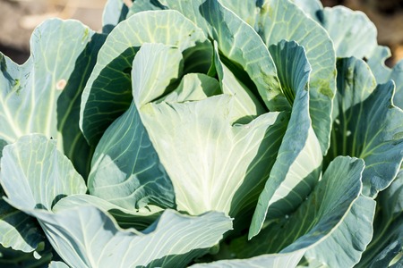 Soft focus of Big cabbage in the garden