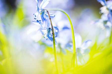 Early spring Blue Scilla (Squill) blossom background. Soft focus.