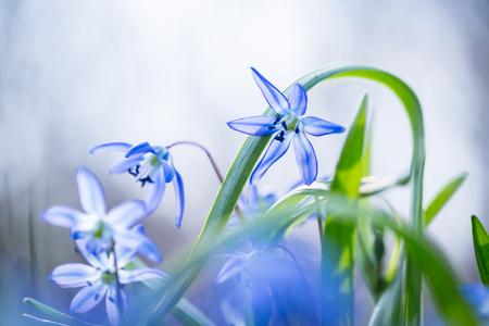 Early spring Blue Scilla (Squill) blossom background. Soft focus.の写真素材