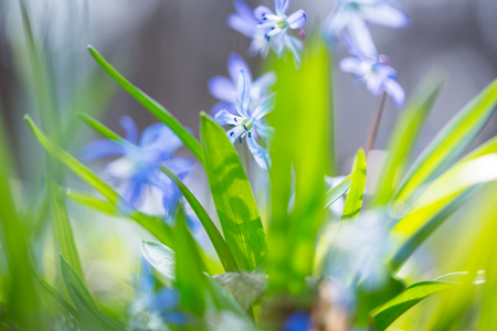 Early spring Blue Scilla (Squill) blossom background. Soft focus.の写真素材