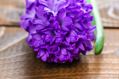 Fresh hyacinth flowers on wooden background. Beautiful idea for greeting cards for Valentine's day, March 8 and mother's dayの写真素材