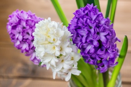 Fresh hyacinth flowers on wooden background. Beautiful idea for greeting cards for Valentine's day, March 8 and mother's dayの写真素材