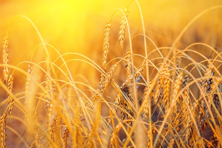 Gold wheat fieldの写真素材
