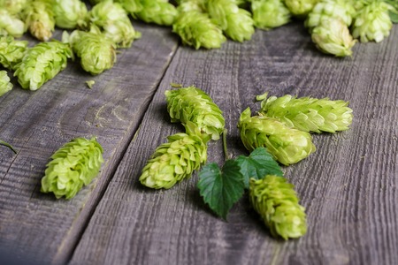 Fresh green hops on a wooden tableの写真素材