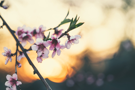 Beautiful blooming peach trees in spring on a Sunny day. Soft focus, natural blurの写真素材