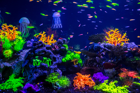 Tropical fish with corals and algae in blue water. Beautiful background of the underwater worldの写真素材