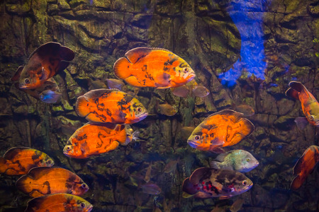 Tropical fish with corals and algae in blue water. Beautiful background of the underwater worldの写真素材