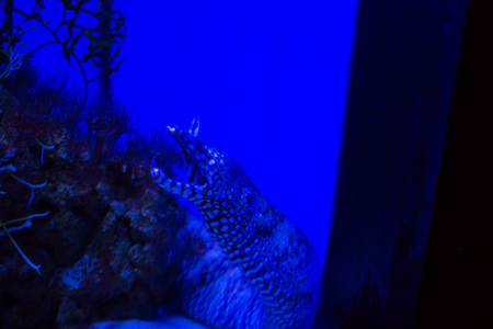 Tropical and aquarium Moray (wrasse) with corals in blue water. Beautiful background of the underwater worldの写真素材