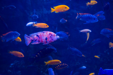 Tropical fish with corals and algae in blue water. Beautiful background of the underwater worldの写真素材