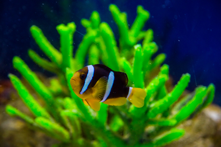 Tropical fish with corals and algae in blue water. Beautiful background of the underwater worldの写真素材
