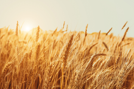 Gold Wheat Field. Beautiful Nature Sunset Landscape. Background of ripening ears of meadow wheat field.の写真素材
