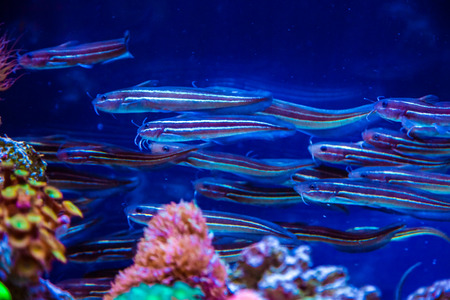Tropical fish with corals and algae in blue water. Beautiful background of the underwater world