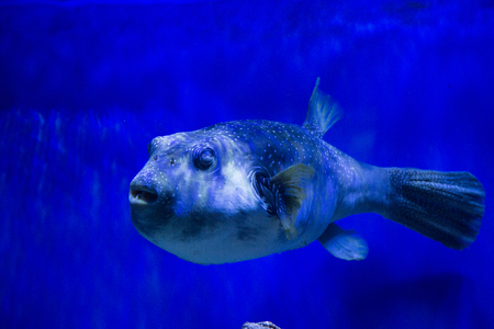 Tropical fish with corals and algae in blue water. Beautiful background of the underwater worldの写真素材