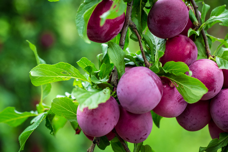 Beautiful background of the red ripe plums on the tree