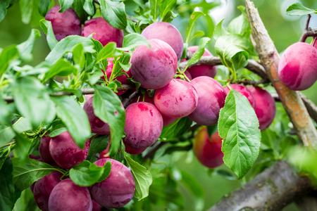 Beautiful background of the red ripe plums on the treeの写真素材
