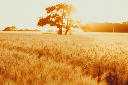 Gold wheat field against the sunsetの写真素材