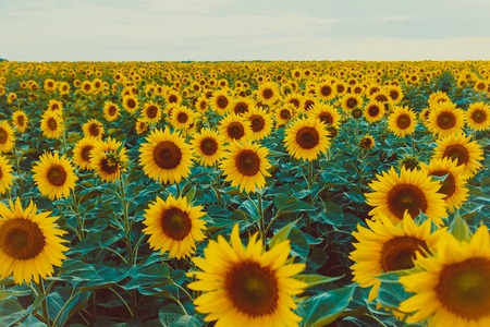 Sunflower fieldの写真素材