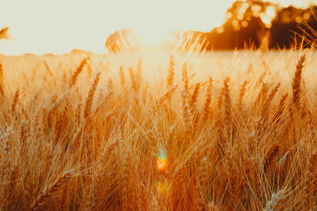 Gold wheat field against the sunsetの写真素材