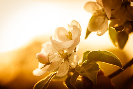 Beautiful blooming Apple trees in spring on a Sunny day. Soft focus, natural blurの写真素材