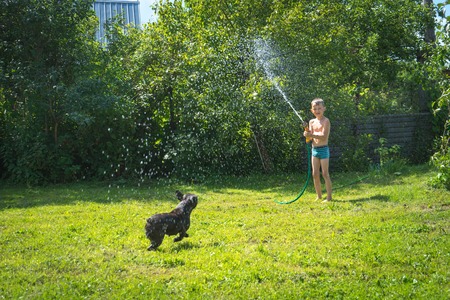 Cute Puppy French Bulldog playing with water and having fun.