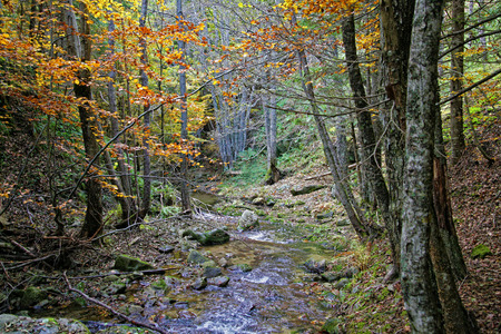 The forest with small river and trees with autumn colorsの写真素材