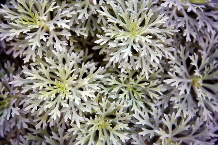 Artemisia annua, sweet wormwood, sweet annie, sweet sagewort, annual mugwort or annual wormwood closeupの写真素材