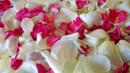 Rose petals white and red as backgroundの写真素材