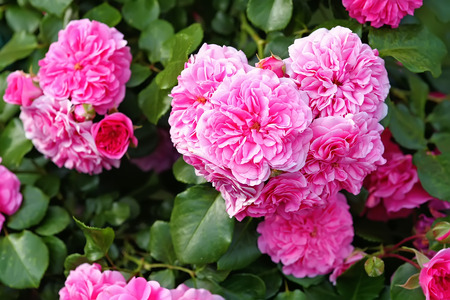 olia roses, the Provence rose or cabbage rose or Rose de Maiの写真素材