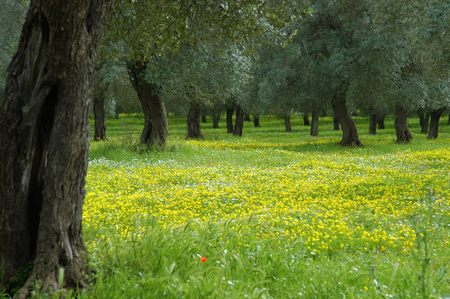 Flower meadow of yellow flowers and olive trees in Italyの写真素材