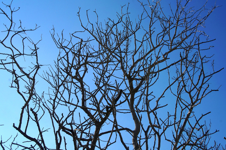 Mediterranean shrubs in winter on a blue skyの写真素材