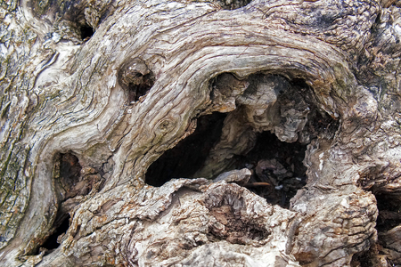 trunk of olive texture closeupの写真素材