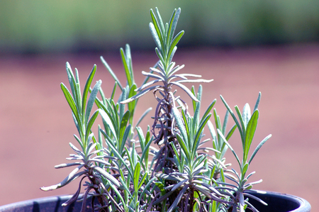 sage seedlingの写真素材
