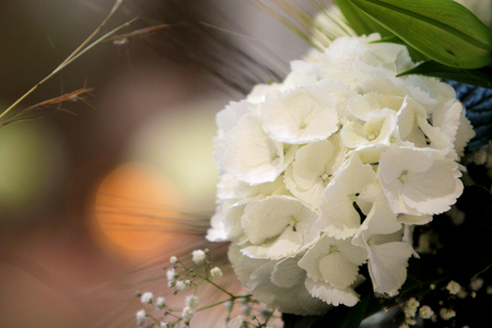 white flowers like pearls of light,details