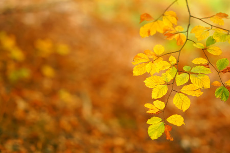Branches of autumn trees on a blurred bokeh background with copy spaceの写真素材