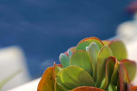 Sedum, a fat plant easy to grow, on a blue skyの写真素材