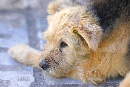 Dog clos-up relaxing in the island of Santorini, Greeceの写真素材