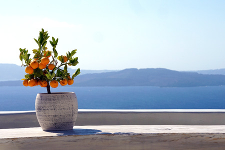 Small orange tree with Oia Scenery as a background in Santorini, Greeceの写真素材