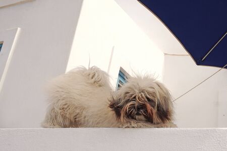 A cute yorkshire relaxes to the shadow in Santorini, Greeceの写真素材