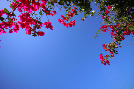 Fuchsia bouganville on blue sky in Santorini, Greeceの写真素材