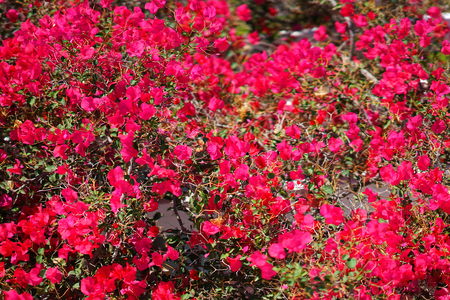 Fuchsia bouganville in Santorini, Greeceの写真素材