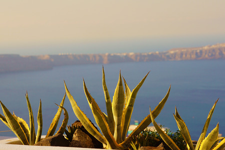 View of Caldera in Santorini with Agave plants in the foregroundの写真素材