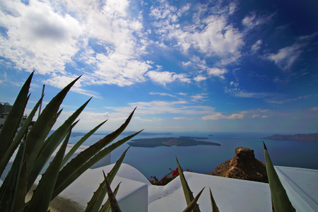 Beautiful succulent plant in the sun of Imerovigli, Santoriniの写真素材