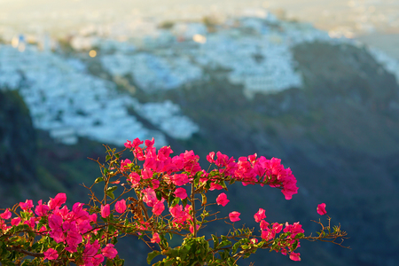 Beautiful fuchsia bougainvilleas on the streets of Imerovigli, Santorini, Greeceの写真素材
